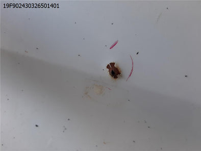 מעבר לדף דלת אחורית שמאל לטויוטה היילנדר 2013-2020